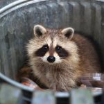 How can you safeguard your home from wildlife infestation