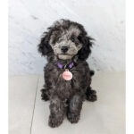 Toy poodles highly intelligent, loyal, alert & friendly