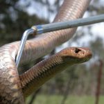 Safe and Sound with a Gold Coast Snake Catcher