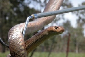 Safe and Sound with a Gold Coast Snake Catcher