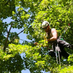 Some compelling reasons to ensure tree health and safety