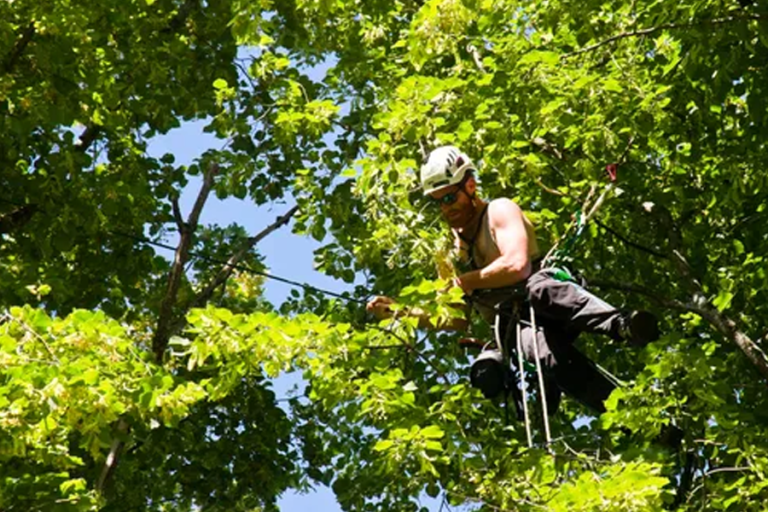 Some compelling reasons to ensure tree health and safety